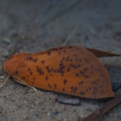 Plesanemma fucata (Lemon Gum Moth) at Latham, ACT - 10 Apr 2021 by Caric