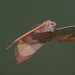 Plesanemma fucata at Latham, ACT - 10 Apr 2021 04:07 PM