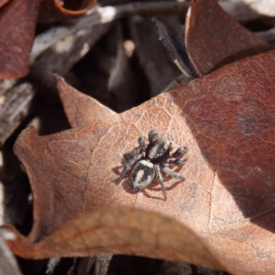 Salpesia sp. (genus) (Salpesia Jumping Spider) at Gungaderra Grasslands - 26 Apr 2021 by DPRees125