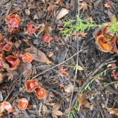 Leratiomyces ceres (Red Woodchip Fungus) at Gungahlin, ACT - 5 May 2021 by TrishGungahlin