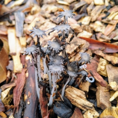 Coprinellus etc. (An Inkcap) at Acton, ACT - 4 May 2021 by Angus44