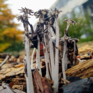 Coprinellus etc. at Acton, ACT - 4 May 2021 02:50 PM