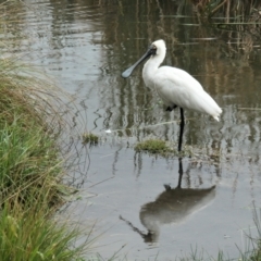 Platalea regia (Royal Spoonbill) at Gungahlin, ACT - 5 May 2021 by TrishGungahlin