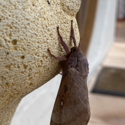 Oxycanus (genus) (Unidentified Oxycanus moths) at Bellmount Forest, NSW - 4 May 2021 by flutterbye