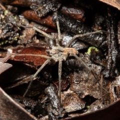 Miturga sp. (genus) (Unidentified False wolf spider) at Point 85 - 5 May 2021 by Roger
