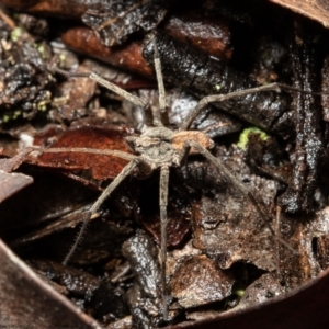 Miturga sp. (genus) at Bruce, ACT - 5 May 2021