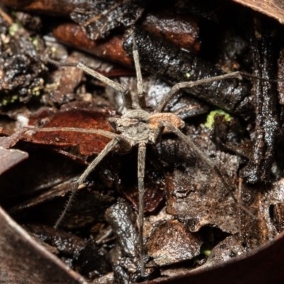Miturga sp. (genus) (Unidentified False wolf spider) at Black Mountain - 5 May 2021 by Roger