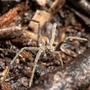 Miturga sp. (genus) at Bruce, ACT - 5 May 2021 11:50 AM