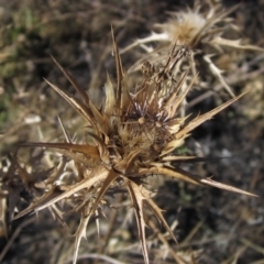 Carthamus lanatus (Saffron Thistle) at Holt, ACT - 5 May 2021 by pinnaCLE