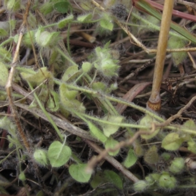 Kickxia elatine (Sharpleaf Cancerwort) at Holt, ACT - 27 Apr 2021 by pinnaCLE