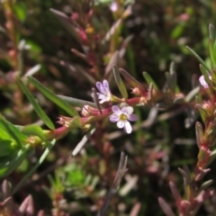 Lythrum hyssopifolia (Small Loosestrife) at The Pinnacle - 19 Apr 2021 by pinnaCLE