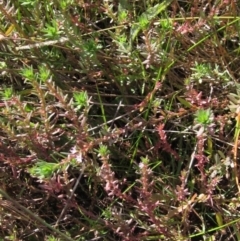 Lythrum hyssopifolia at Holt, ACT - 19 Apr 2021