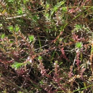 Lythrum hyssopifolia at Holt, ACT - 19 Apr 2021 01:00 PM