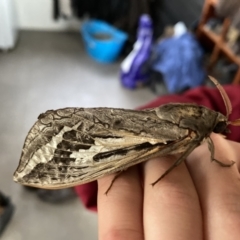 Abantiades atripalpis (Bardee grub/moth, Rain Moth) at Jeir, NSW - 5 May 2021 by Curll