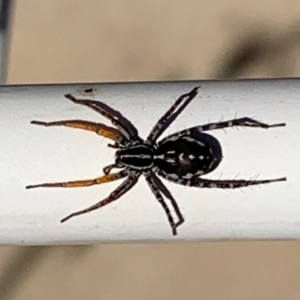 Nyssus coloripes at Springdale Heights, NSW - 8 May 2021 11:23 AM