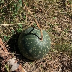 Citrullus lanatus (Wild Melon, Water Melon) at Albury - 6 May 2021 by PaulF