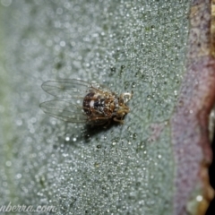 Psyllidae sp. (family) (Unidentified psyllid or lerp insect) at Symonston, ACT - 18 Apr 2021 by JonSteinbeck