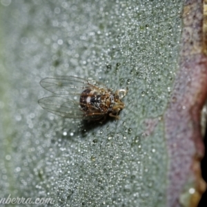 Psyllidae sp. (family) at Symonston, ACT - 18 Apr 2021