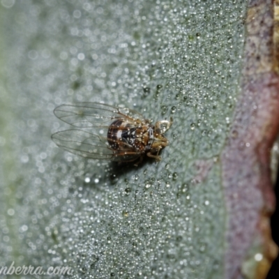 Psyllidae sp. (family) (Unidentified psyllid or lerp insect) at Symonston, ACT - 18 Apr 2021 by JonSteinbeck