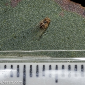 Psyllidae sp. (family) at Symonston, ACT - 18 Apr 2021 07:31 AM