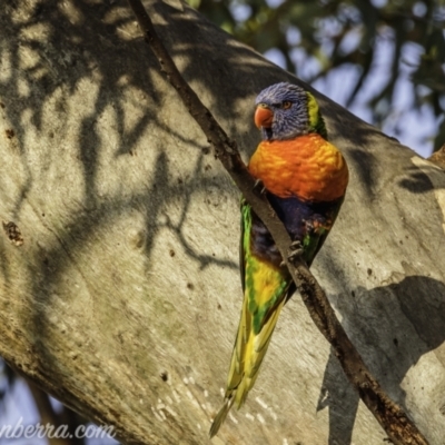 Trichoglossus moluccanus (Rainbow Lorikeet) at Symonston, ACT - 18 Apr 2021 by JonSteinbeck