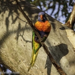 Trichoglossus moluccanus at Symonston, ACT - 18 Apr 2021 07:40 AM