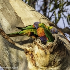 Trichoglossus moluccanus at Symonston, ACT - 18 Apr 2021