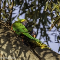 Trichoglossus moluccanus at Symonston, ACT - 18 Apr 2021 07:40 AM