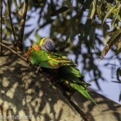 Trichoglossus moluccanus at Symonston, ACT - 18 Apr 2021 07:40 AM