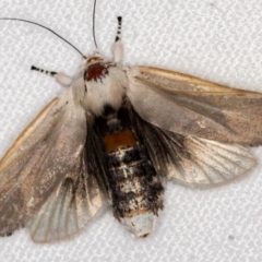 Cryptophasa sp. nr balteata (A Gelechioid moth) at Melba, ACT - 27 Dec 2020 by Bron