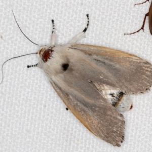 Cryptophasa sp. nr balteata at Melba, ACT - 27 Dec 2020