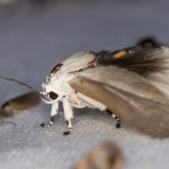 Cryptophasa sp. nr balteata at Melba, ACT - 27 Dec 2020