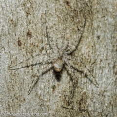 Tamopsis sp. (genus) (Two-tailed spider) at Symonston, ACT - 17 Apr 2021 by BIrdsinCanberra