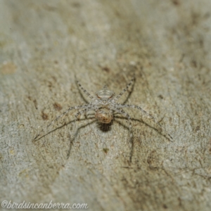 Tamopsis sp. (genus) at Symonston, ACT - 18 Apr 2021