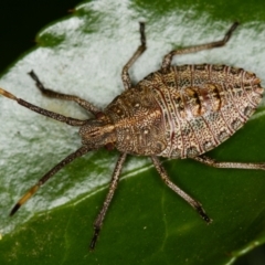 Omyta centrolineata (Centreline Shield Bug) at Melba, ACT - 15 Oct 2013 by Bron