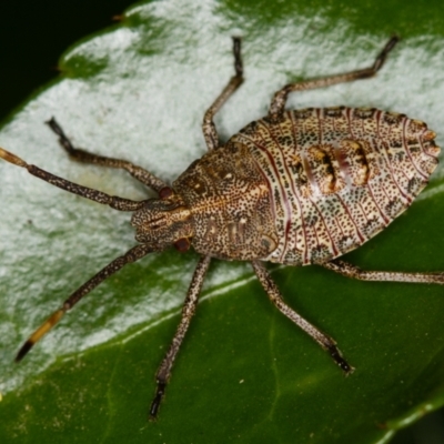 Omyta centrolineata (Centreline Shield Bug) at Melba, ACT - 15 Oct 2013 by Bron