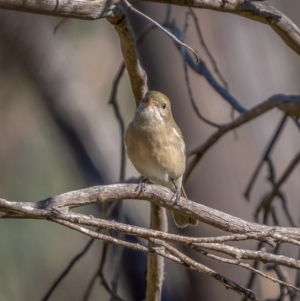 Pachycephala pectoralis at Rendezvous Creek, ACT - 11 Apr 2021