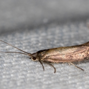 Lecithoceridae (family) at Melba, ACT - 27 Dec 2020 11:05 PM