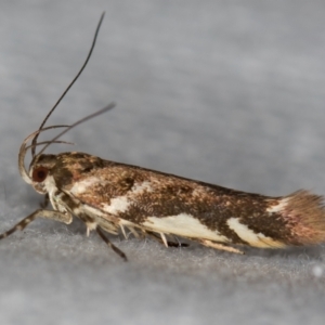 Macrobathra heminephela at Melba, ACT - 27 Dec 2020