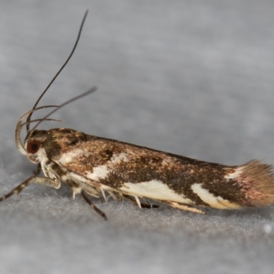 Macrobathra heminephela (Silver Wattle Moth) at Melba, ACT - 27 Dec 2020 by Bron