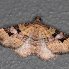 Epyaxa subidaria (Subidaria Moth) at Melba, ACT - 27 Dec 2020 by Bron