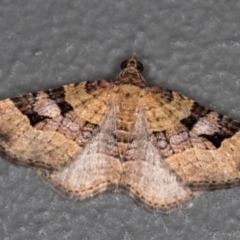 Epyaxa subidaria (Subidaria Moth) at Melba, ACT - 28 Dec 2020 by Bron