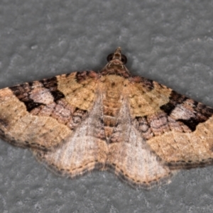 Epyaxa subidaria at Melba, ACT - 28 Dec 2020