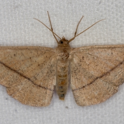 Idiodes apicata (Bracken Moth) at Melba, ACT - 27 Dec 2020 by Bron