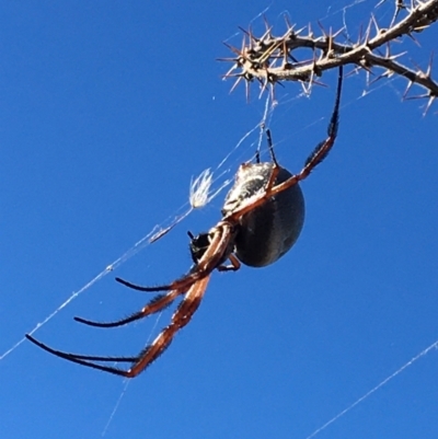 Trichonephila edulis (Golden orb weaver) at Table Top, NSW - 6 May 2021 by Alburyconservationcompany