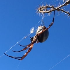Trichonephila edulis (Golden orb weaver) at Table Top, NSW - 6 May 2021 by Alburyconservationcompany