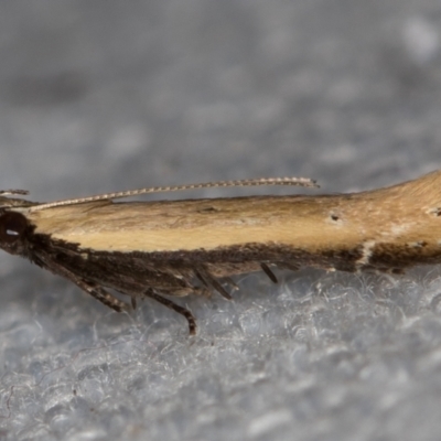 Mesophleps (genus) (A Gelechioid moth) at Melba, ACT - 27 Dec 2020 by Bron