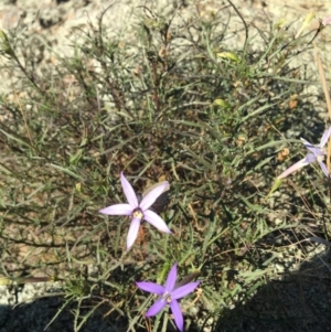 Isotoma axillaris at Table Top, NSW - 6 May 2021 11:00 AM