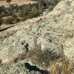Isotoma axillaris at Table Top, NSW - 6 May 2021 11:00 AM