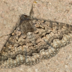 Eudesmeola lawsoni (Lawson's Night Moth) at Melba, ACT - 28 Dec 2020 by Bron